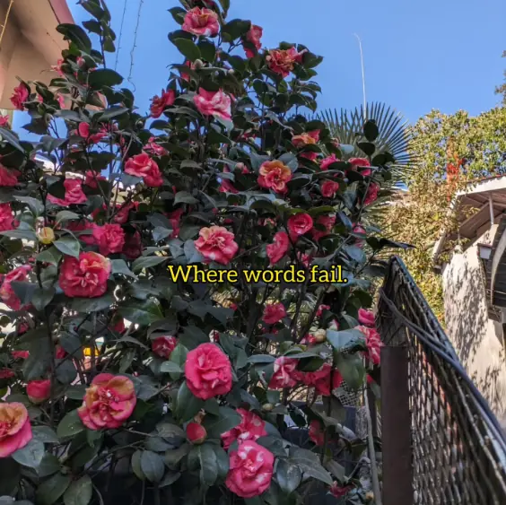 Where Words Fail
